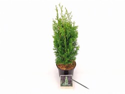 Tuja vakarinė (Lot Thuja occ.) 'Degroot Spire' C2/P17 40-50 CM - nuotrauka 2