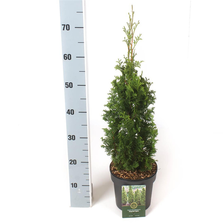Tuja vakarinė (Lot Thuja occ.) 'Degroot Spire' C2,5/P18 40-50 CM