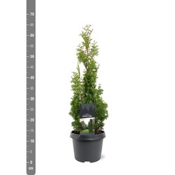Tuja vakarinė (Lot Thuja occ.) 'Degroot Spire' C3/P19 40-50 CM