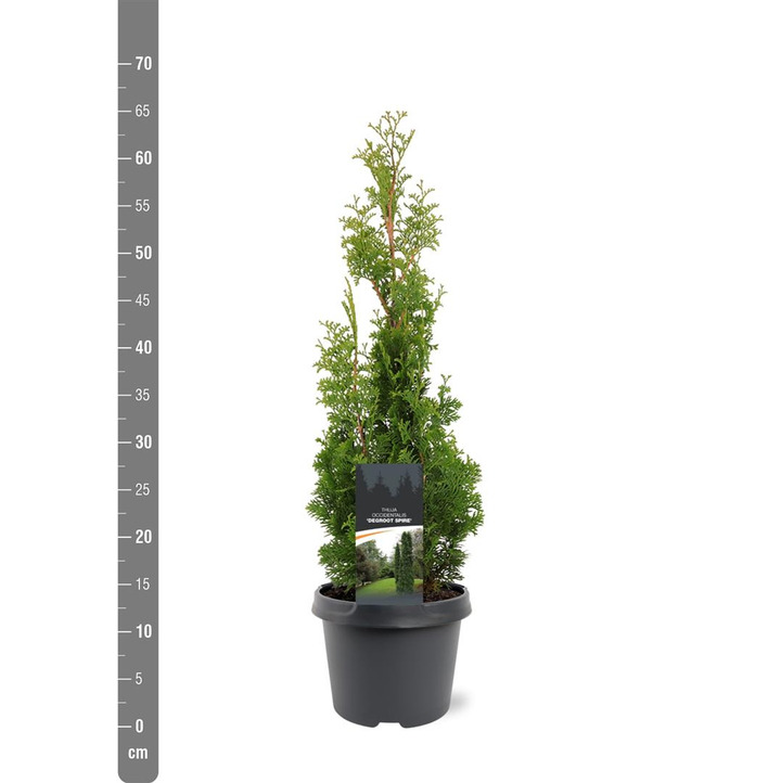 Tuja vakarinė (Lot Thuja occ.) 'Degroot Spire' C3/P19 40-50 CM