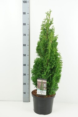 Tuja vakarinė (Lot Thuja occ.) 'Degroot Spire' C5/P23 50-60 CM