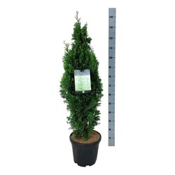 Tuja vakarinė (Lot Thuja occ.) 'Degroot Spire' C15 80-100 CM | TUJOS | SPYGLIUOČIAI