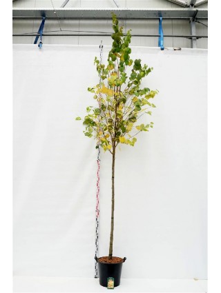 Puošmedis Japoninis (Lot Cercidiphyllum Japonicum) C35-PUOŠMEDŽIAI-MEDŽIAI