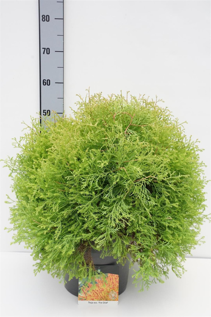 Tuja vakarinė (Lot Thuja occ.) 'Fire Chief' C7,5/P26 40-50 CM | TUJOS | SPYGLIUOČIAI