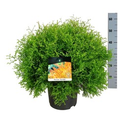 Tuja vakarinė (Lot Thuja occ.) 'Fire Chief' C7,5/P26 40-50 CM - nuotrauka 2