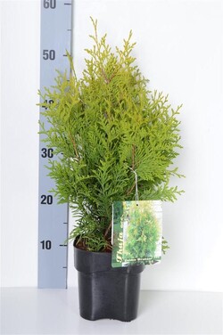 Tuja vakarinė (Lot Thuja occ.) 'Golden Brabant' C2/P17 30-40 CM