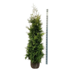 Tuja vakarinė (Lot Thuja occ.) 'Golden Brabant' 180-200 CM RB EXTRA
