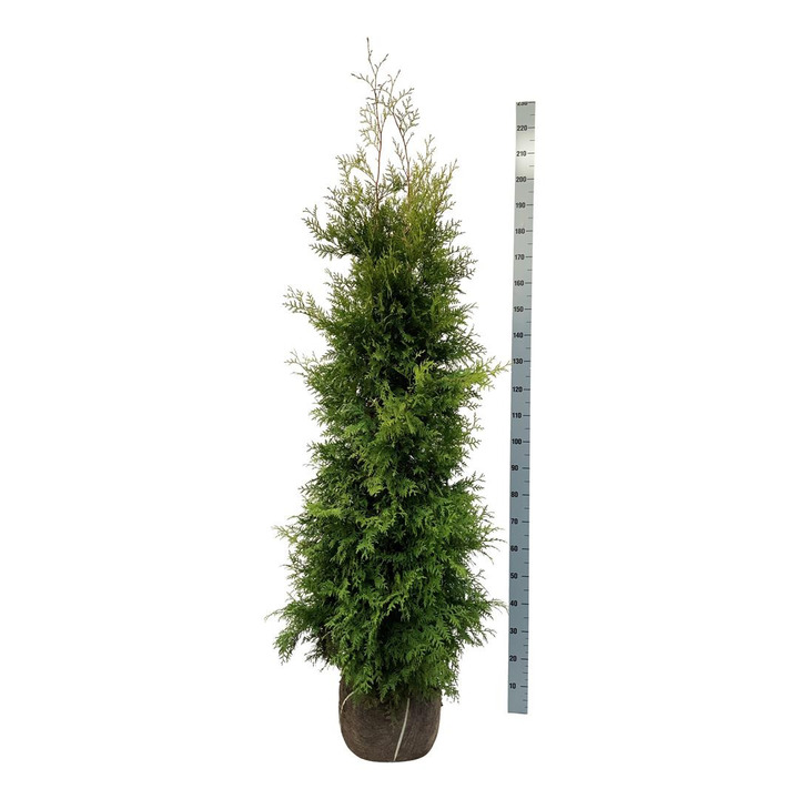 Tuja vakarinė (Lot Thuja occ.) 'Golden Brabant' 180-200 CM RB EXTRA