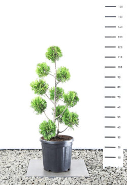 Tuja vakarinė (Lot Thuja occ.) 'Golden Brabant' MULTIB 80-100 CM EXTRA C25
