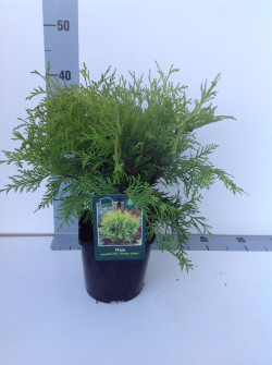 Tuja vakarinė (Lot Thuja occ.) 'Golden Globe' C2/P17 20-25 CM - nuotrauka 2
