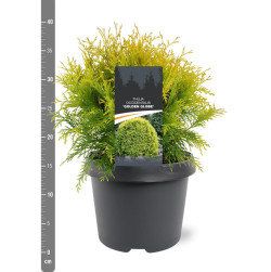 Tuja vakarinė (Lot Thuja occ.) 'Golden Globe' C3/P19 25-30 CM | TUJOS | SPYGLIUOČIAI