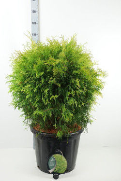 Tuja vakarinė (Lot Thuja occ.) 'Golden Globe' C35 60-70 CM