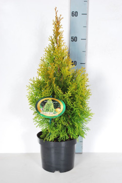 Tuja vakarinė (Lot Thuja occ.) 'Golden Smaragd' C2/P17 20-25 CM | TUJOS | SPYGLIUOČIAI