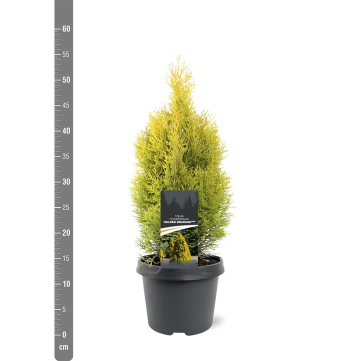 Tuja vakarinė (Lot Thuja occ.) 'Golden Smaragd' C3/P19 30-40 CM