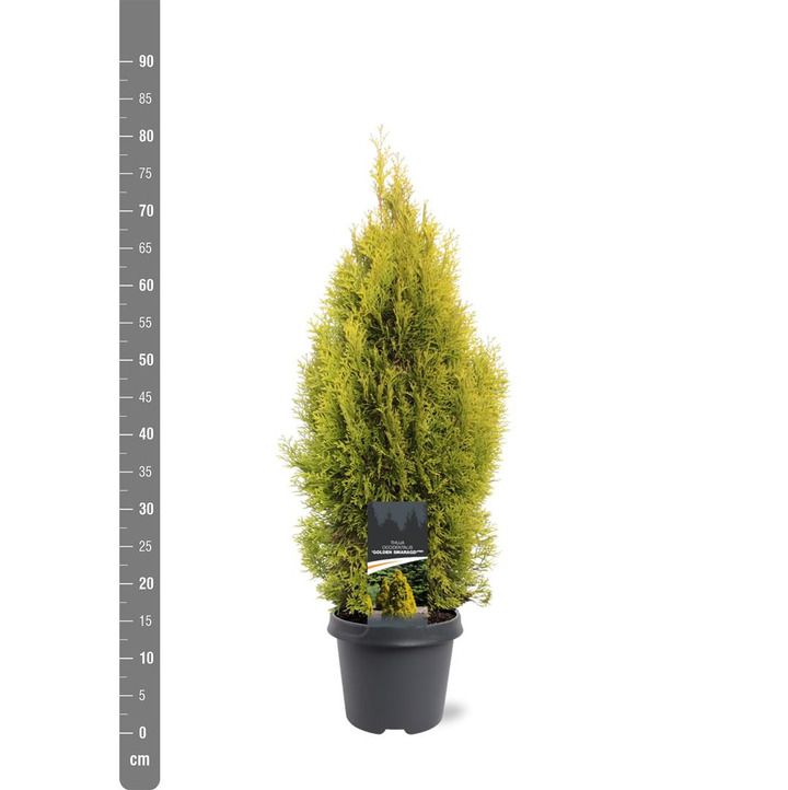 Tuja vakarinė (Lot Thuja occ.) 'Golden Smaragd' C5/P23 60-80 CM | TUJOS | SPYGLIUOČIAI