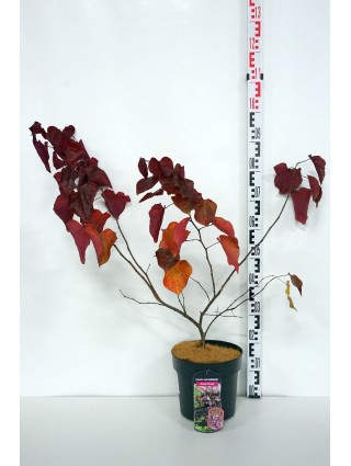 Cercis Kanadinis (Lot Cercis Canadensis) 'Forest Pansy' C6.