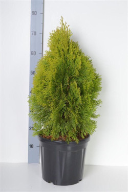 Tuja vakarinė (Lot Thuja occ.) 'Golden Smaragd' C7,5/P26 40-50 CM