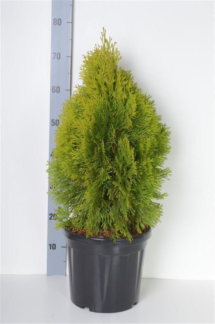 Tuja vakarinė (Lot Thuja occ.) 'Golden Smaragd' C7,5/P26 40-50 CM