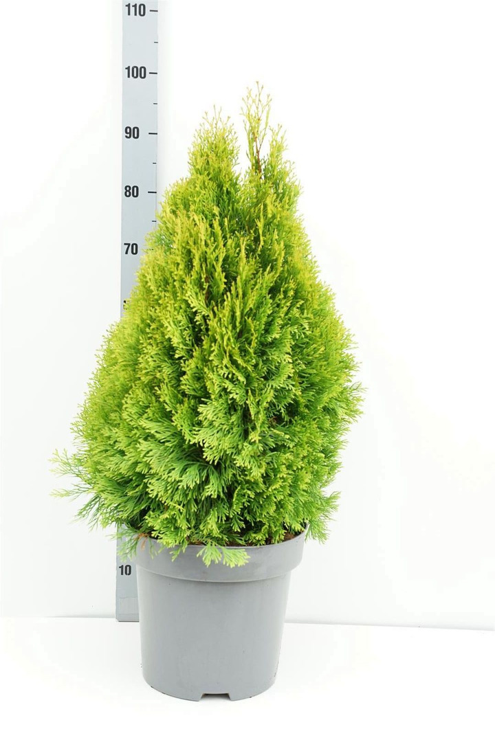 Tuja vakarinė (Lot Thuja occ.) 'Golden Smaragd' C12 60-100 CM