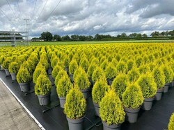 Tuja vakarinė (Lot Thuja occ.) 'Golden Smaragd' C12 60-100 CM - nuotrauka 2