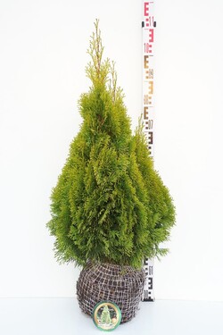 Tuja vakarinė (Lot Thuja occ.) 'Golden Smaragd' RB 60-80 CM