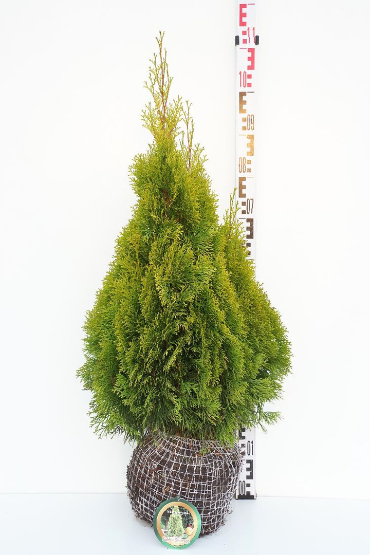 Tuja vakarinė (Lot Thuja occ.) 'Golden Smaragd' RB 60-80 CM