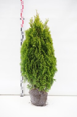 Tuja vakarinė (Lot Thuja occ.) 'Golden Smaragd' 80-100 CM RB