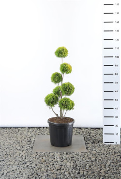 Tuja vakarinė (Lot Thuja occ.) 'Golden Smaragd' MULTIB 60-80 C20