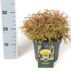 Tuja vakarinė (Lot Thuja occ.) 'Golden Tuffet' C2,5/P18 20-25 CM