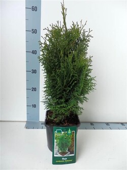 Tuja vakarinė (Lot Thuja occ.) 'Holmstrup' C2/P17 30-35 CM - nuotrauka 1