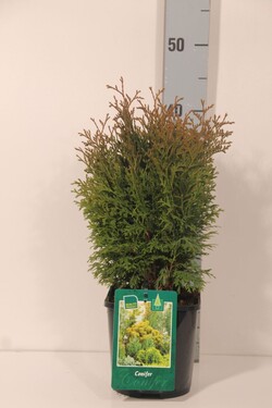 Tuja vakarinė (Lot Thuja occ.) 'Holmstrup' C2/P17 30-35 CM - nuotrauka 2