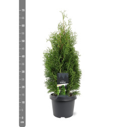 Tuja vakarinė (Lot Thuja occ.) 'Holmstrup' C3/P19 40-50 CM | TUJOS | SPYGLIUOČIAI