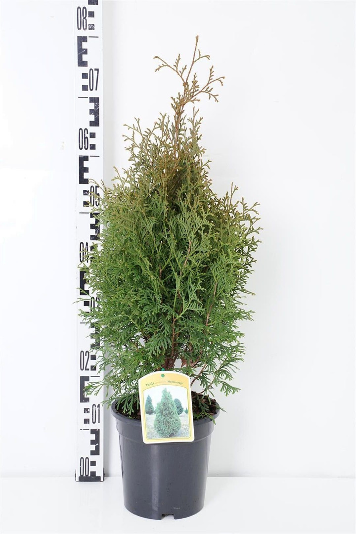 Tuja vakarinė (Lot Thuja occ.) 'Holmstrup' C3/P19 50-60 CM | TUJOS | SPYGLIUOČIAI