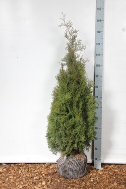Tuja vakarinė (Lot Thuja occ.) 'Holmstrup' 80-100 CM RB