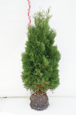 Tuja vakarinė (Lot Thuja occ.) 'Holmstrup' 100-125 CM RB