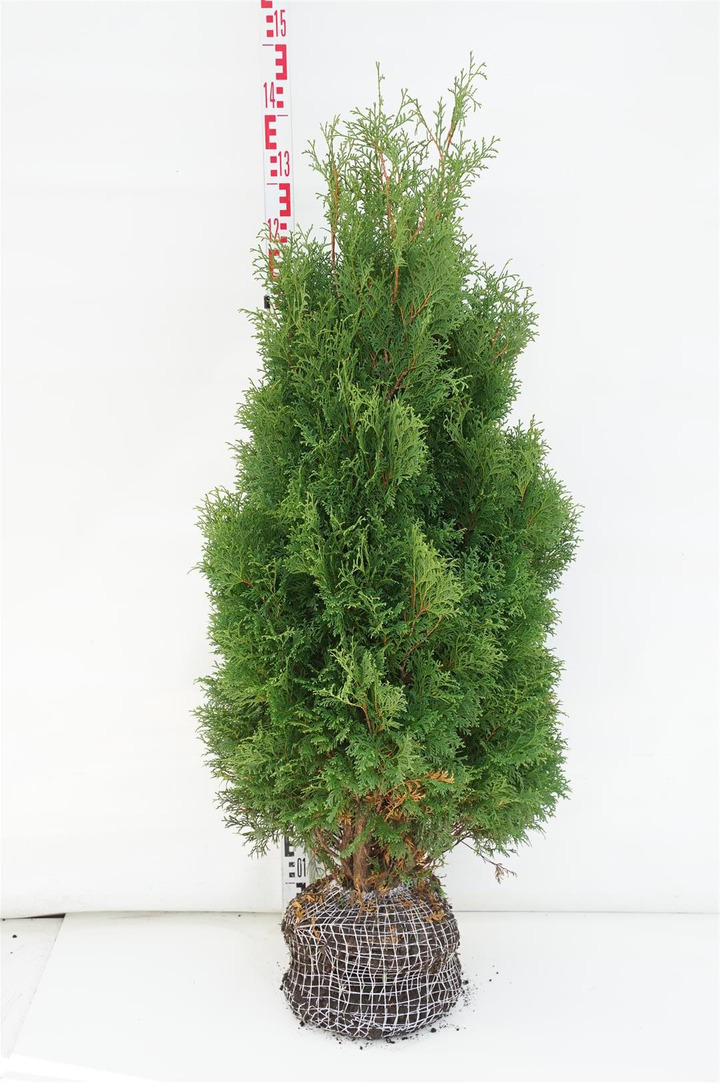 Tuja vakarinė (Lot Thuja occ.) 'Holmstrup' 100-125 CM RB