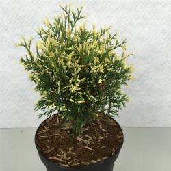 Tuja vakarinė (Lot Thuja occ.) 'Heartland Snow' C3/P19 25-30 CM