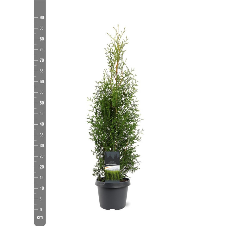 Tuja vakarinė (Lot Thuja occ.) 'King of Brabant' C3/P19 60-80 CM