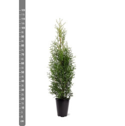 Tuja vakarinė (Lot Thuja occ.) 'King of Brabant' C4/P21 80-100 CM