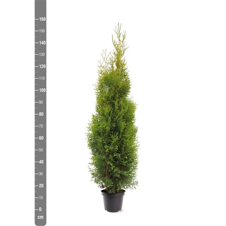 Tuja vakarinė (Lot Thuja occ.) 'King of Brabant' C7,5/P26 125-150 CM