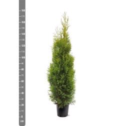 Tuja vakarinė (Lot Thuja occ.) 'King of Brabant' C10 150-175 CM