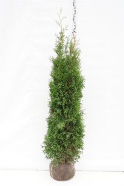 Tuja vakarinė (Lot Thuja occ.) 'King of Brabant' 180-200 CM RB EXTRA