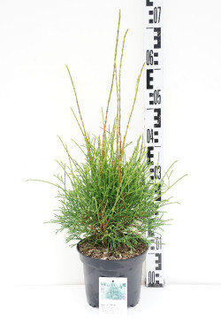 Tuja vakarinė (Lot Thuja occ.) 'Little Filly' C3/P19 25-30 CM - nuotrauka 1