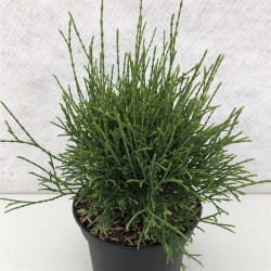 Tuja vakarinė (Lot Thuja occ.) 'Little Filly' C3/P19 25-30 CM - nuotrauka 2