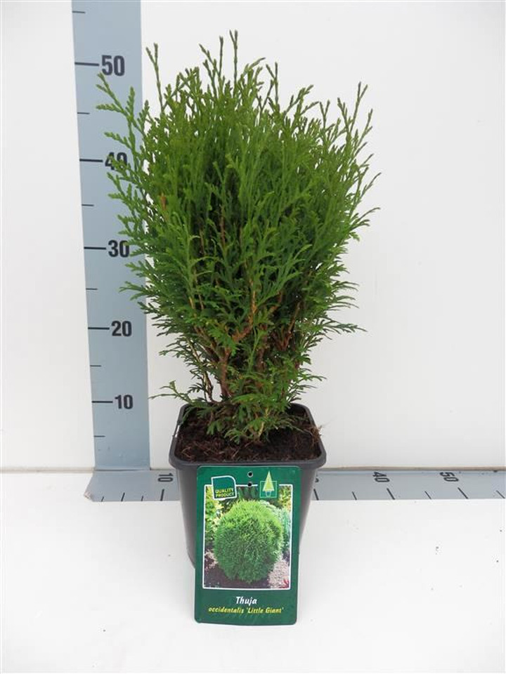 Tuja vakarinė (Lot Thuja occ.) 'Little Giant' C2/P17 20-25 CM