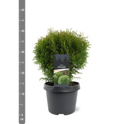 Tuja vakarinė (Lot Thuja occ.) 'Little Giant' C3/P19 25-30 CM | TUJOS | SPYGLIUOČIAI