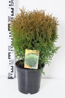 Tuja vakarinė (Lot Thuja occ.) 'Little Giant' C3/P19 30-40 CM | TUJOS | SPYGLIUOČIAI