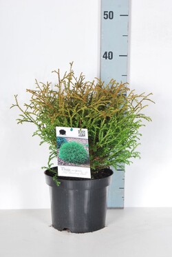 Tuja vakarinė (Lot Thuja occ.) 'Mr Bowling Ball' C2/P17 15-20 CM | TUJOS | SPYGLIUOČIAI