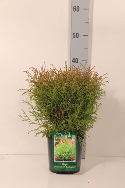 Tuja vakarinė (Lot Thuja occ.) 'Mr Bowling Ball' C2/P17 20-25 CM - nuotrauka 2
