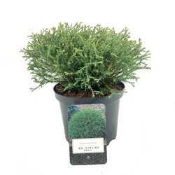 Tuja vakarinė (Lot Thuja occ.) 'Mr Bowling Ball' C2,5/P18 20-25 CM | TUJOS | SPYGLIUOČIAI